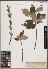 Foto von Salix caprea L.